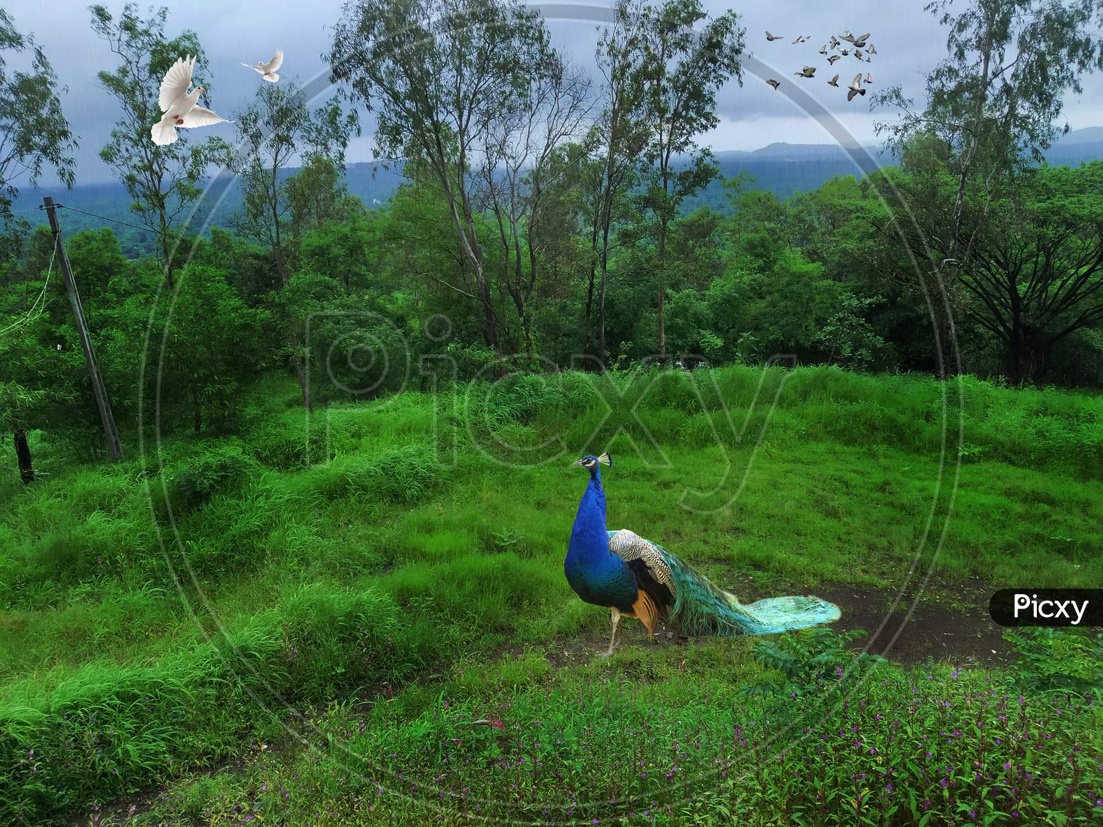 Beautiful Green Nature View Of Monsoon Time With Birds And Peacock