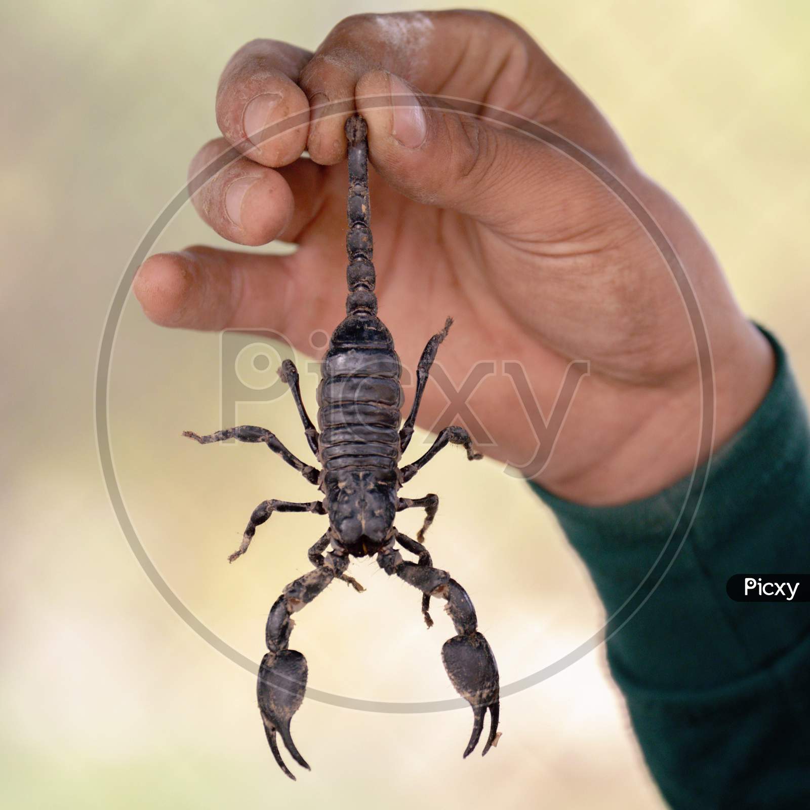 Villager holds venomous poisons scorpion