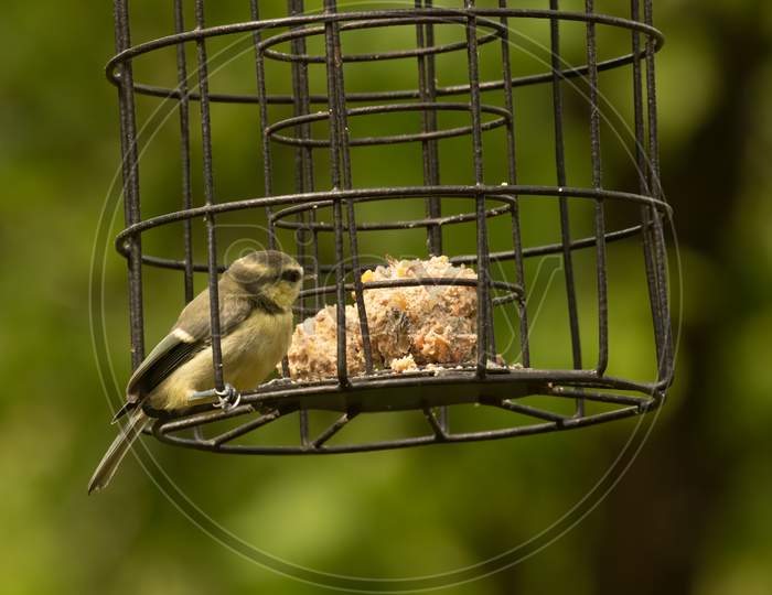 Young Blue Tit At Bird Feeder