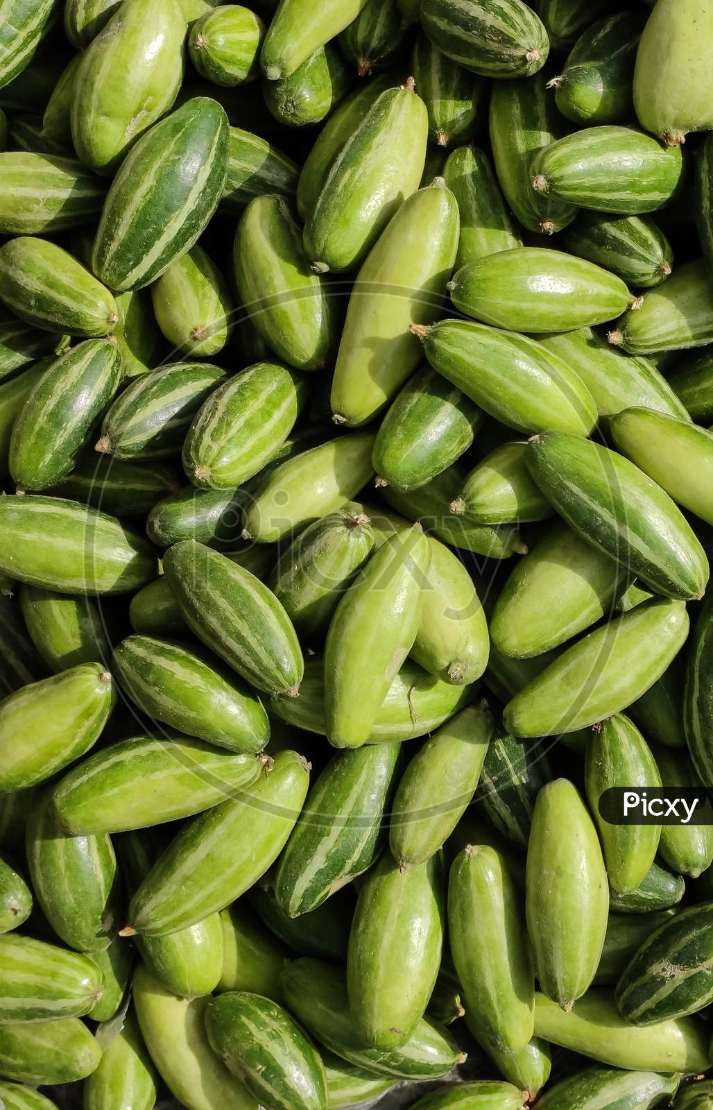 Heap of pointed gourd POTOL PARWAL.