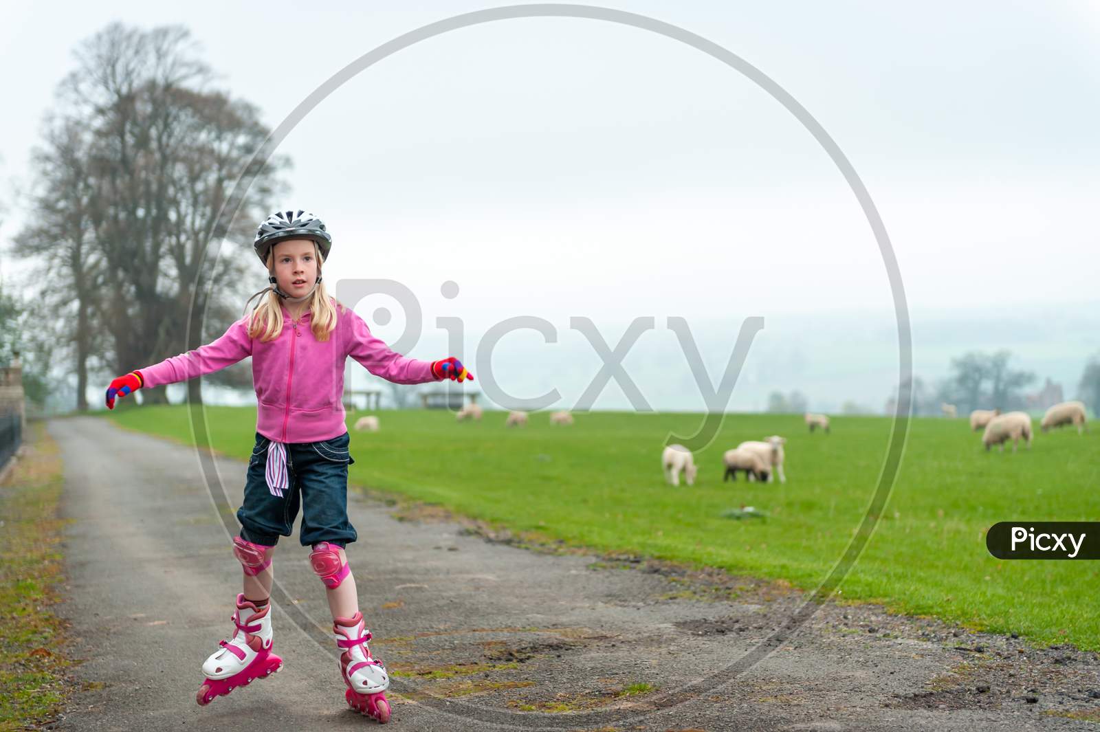A Young Girl On Roller Blades And Wearing Protective Equipment Skates Past Sheep