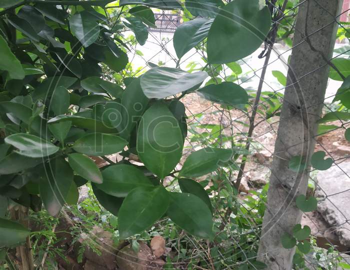 Small Leaves Of Lemon Plant In Countryside Farm