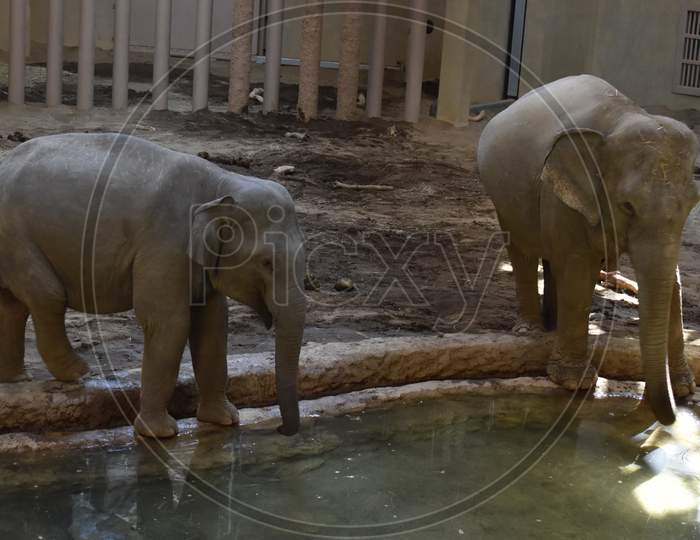 Testing the bath water the little baby elephants in Sapporo Japan