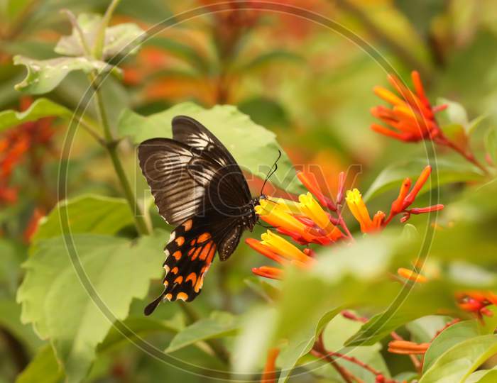 A Beautiful Butterfly Sucking Nectar