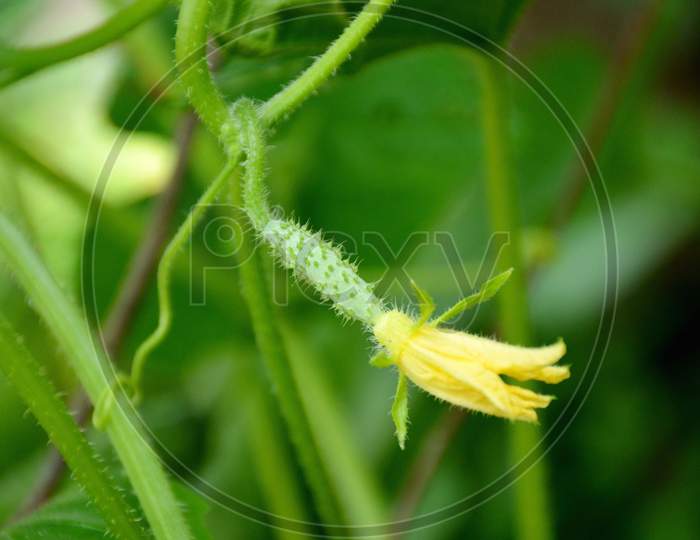 the small ripe cucumber with vine.