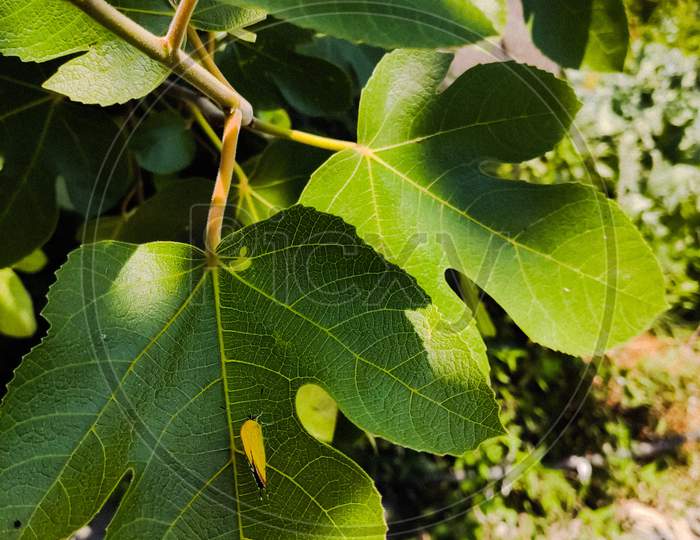 A beautiful tiny yellow butterfly sitting on a lush green Fig leaf.