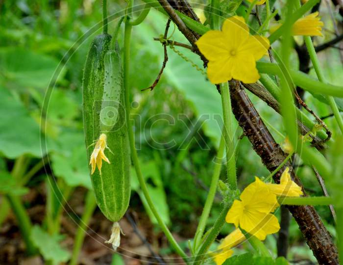 cucumber on the vine with yellow flowers and leaves.