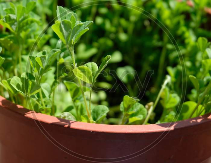 Fenugreek plants pictured with the pot.