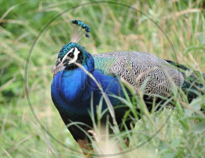 Peacock in the wild