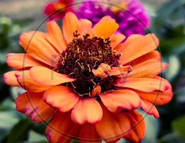 A beautiful orange coloured Zinnia flower.