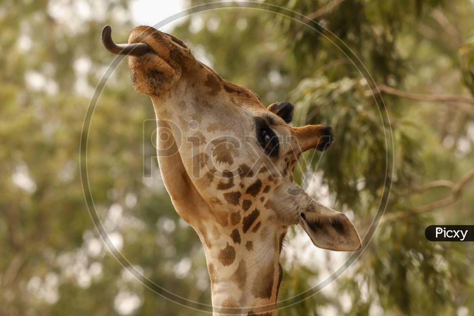 Close Up Of Giraffe Face