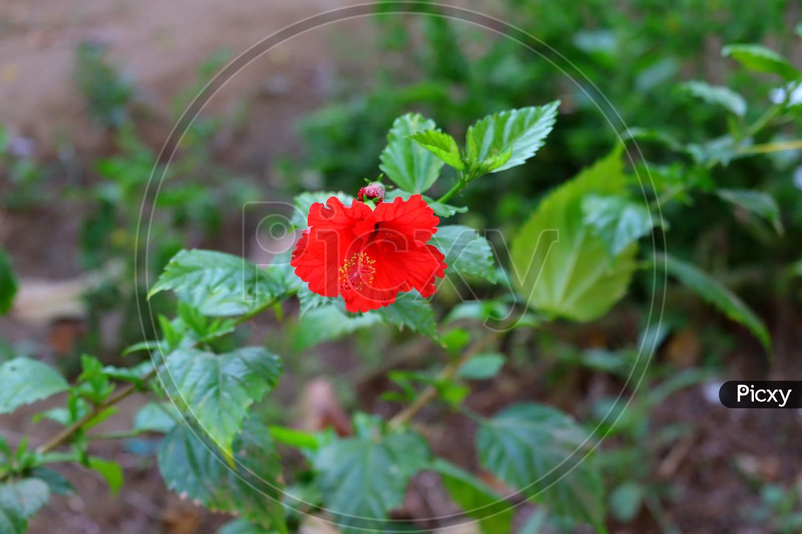 Hibiscus Flower And Blur Leaves , Hd Image