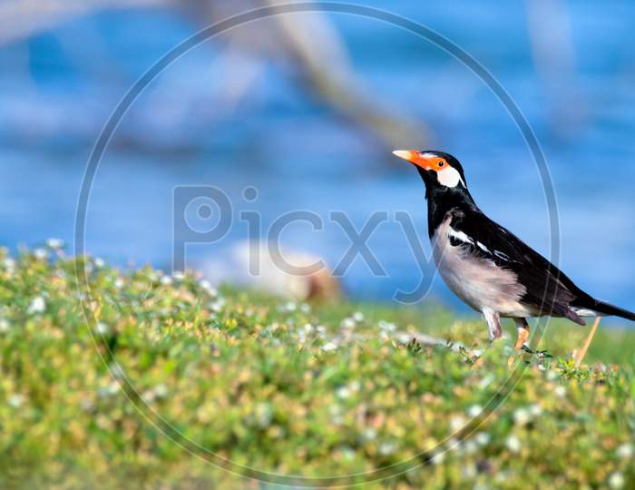 Pied Myna Or Asian Pied Starling