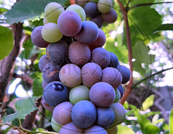 Black grapes arbor with grapes fruits