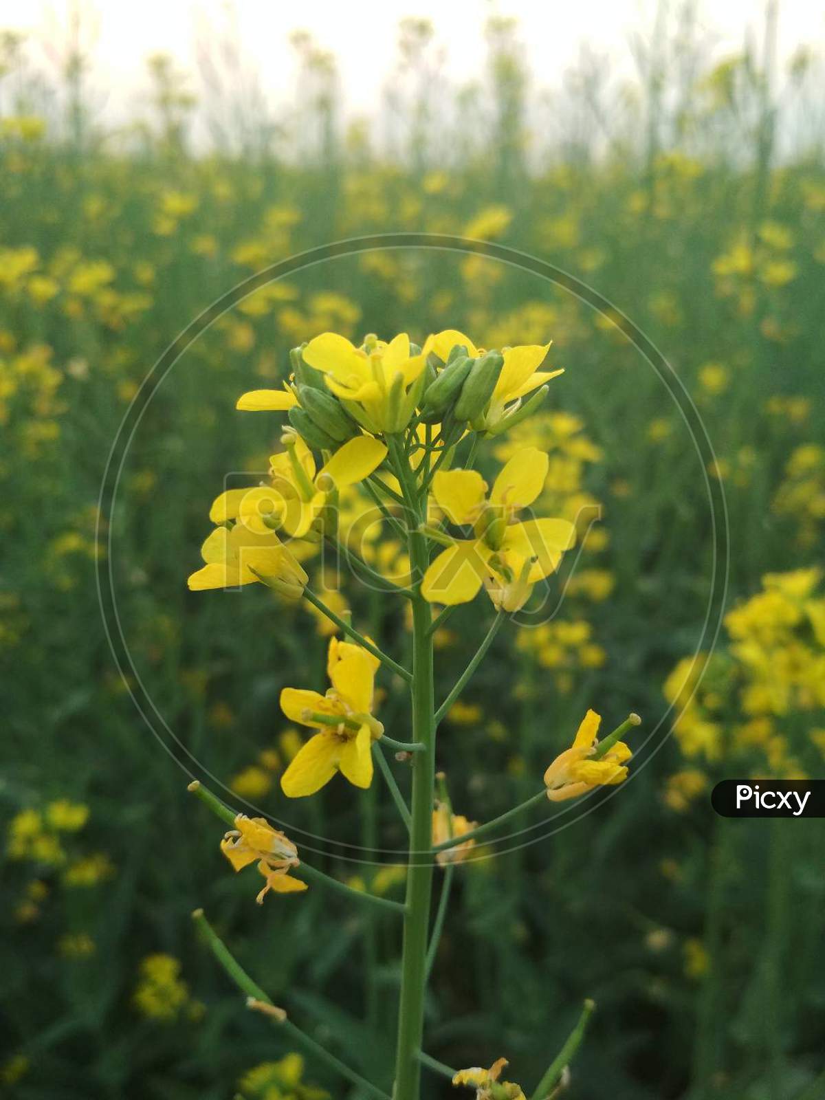 Cultivation Mustard plants and flowers, colour of yellow.