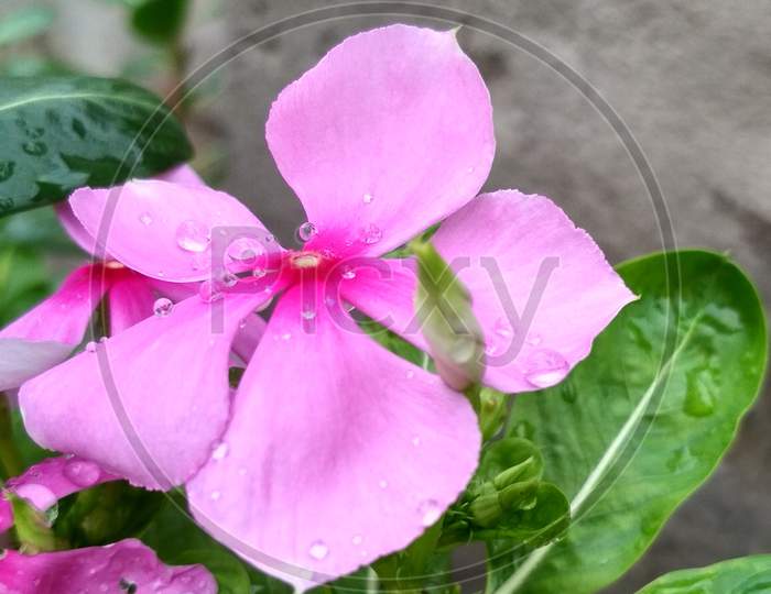 Rain Drops on Flowers and Leaves, The Flowers are Nayantara (Rose Periwinkle), Colour of Dark Pink, Homemade Flowers.