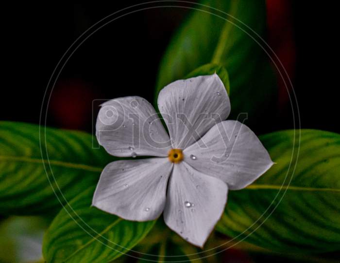 Periwinkle Flower With Droplets