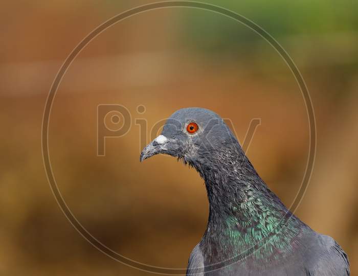Portrait Pigeon Bird, Hd Image