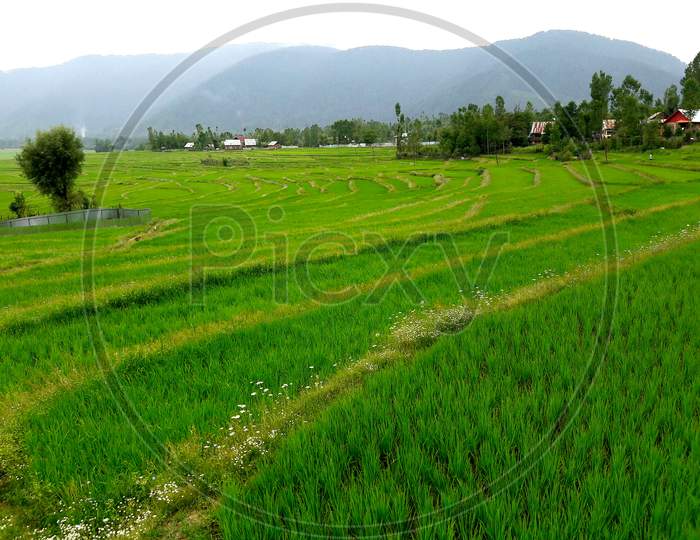 Paddy Crops