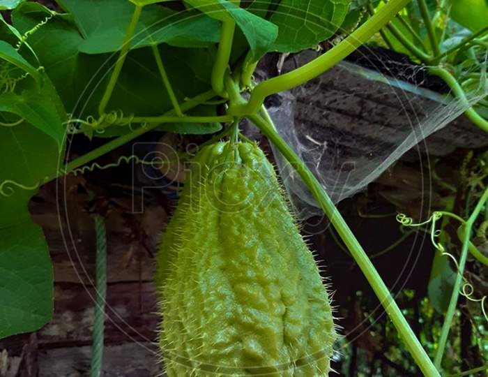 Chayote, Also Known As Mirliton And Choko, Is An Edible Plant Belonging To The Gourd Family