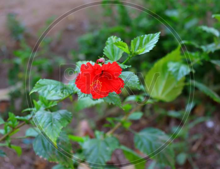 Hibiscus Flower And Blur Leaves , Hd Image