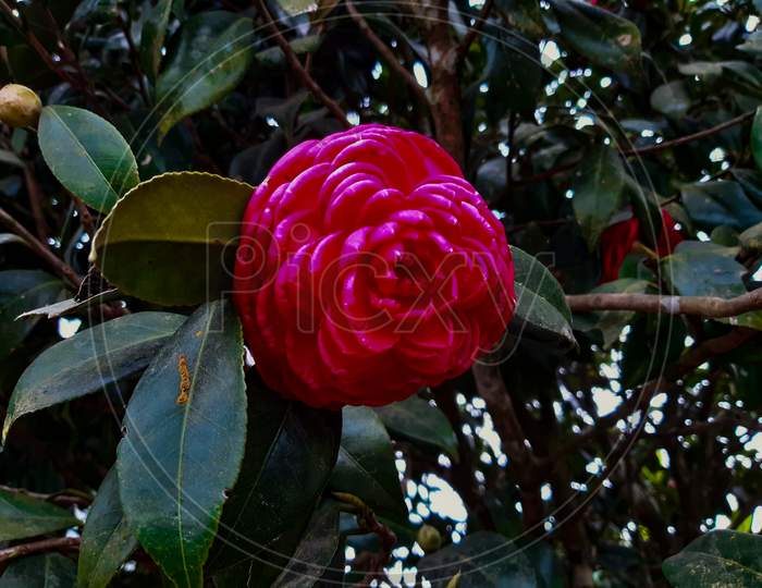 A Pink Camellia Flower Bloom In Darjeeling
