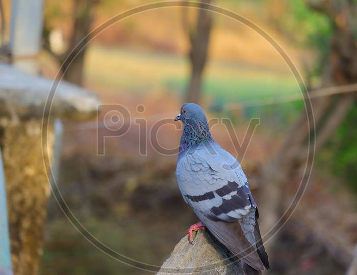 Closeup Pigeon Image