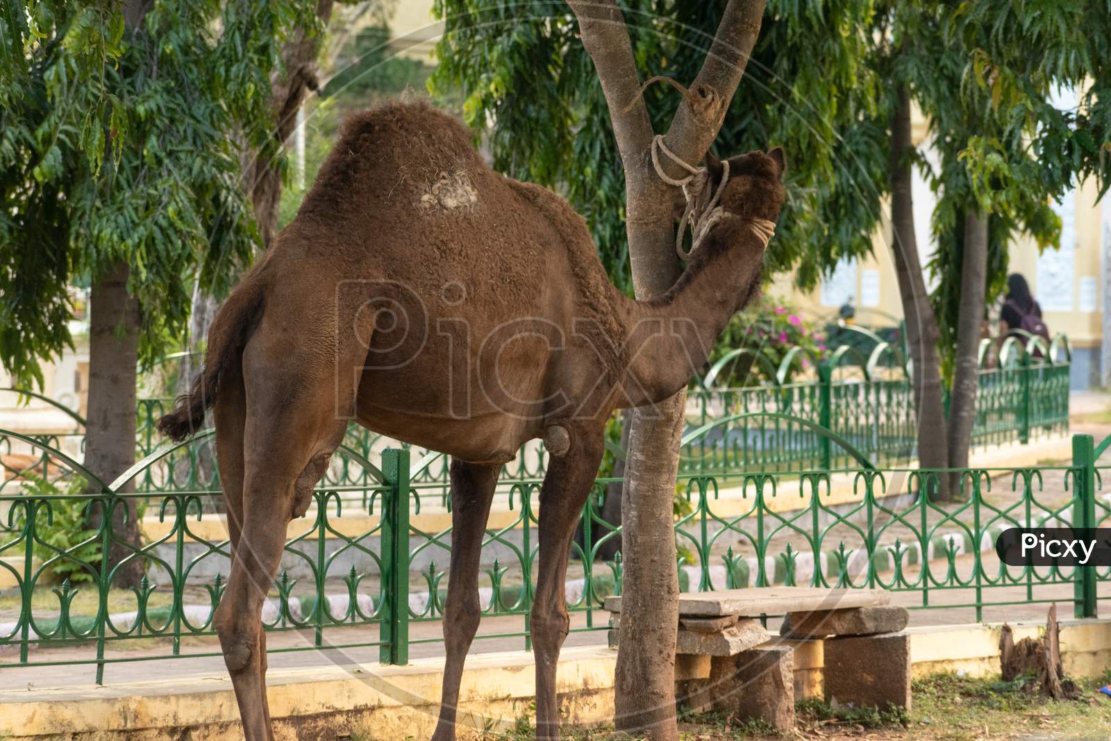 Picture Of A Camel Tied To A Tree
