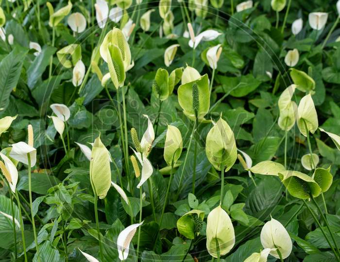 Image Of Beautiful Peace Lily (Spathiphyllum Cochlearispathum) Plant In A Garden