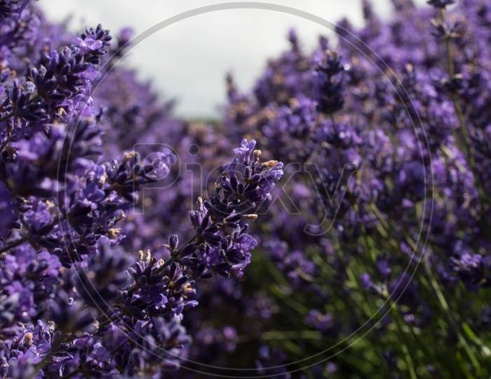 English Purple Lavender