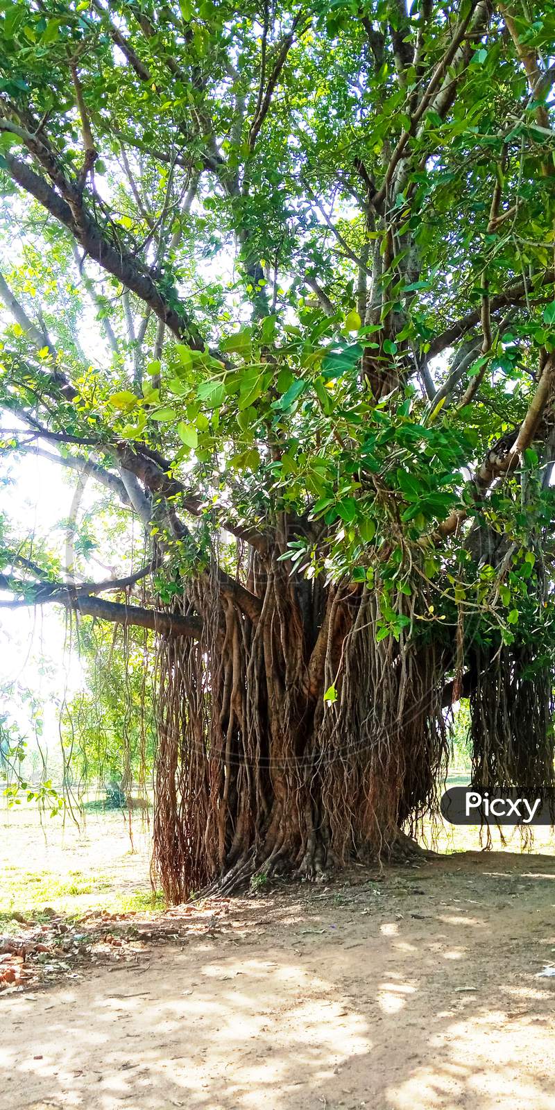 India huge  old banyan tree standing side road root hanging
