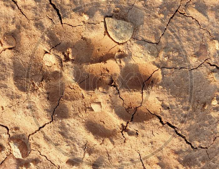 Foot Prints Of Dog On Cracked Mud