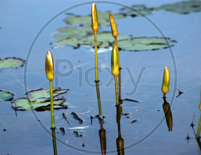 Freshwater marsh - Water lily pont