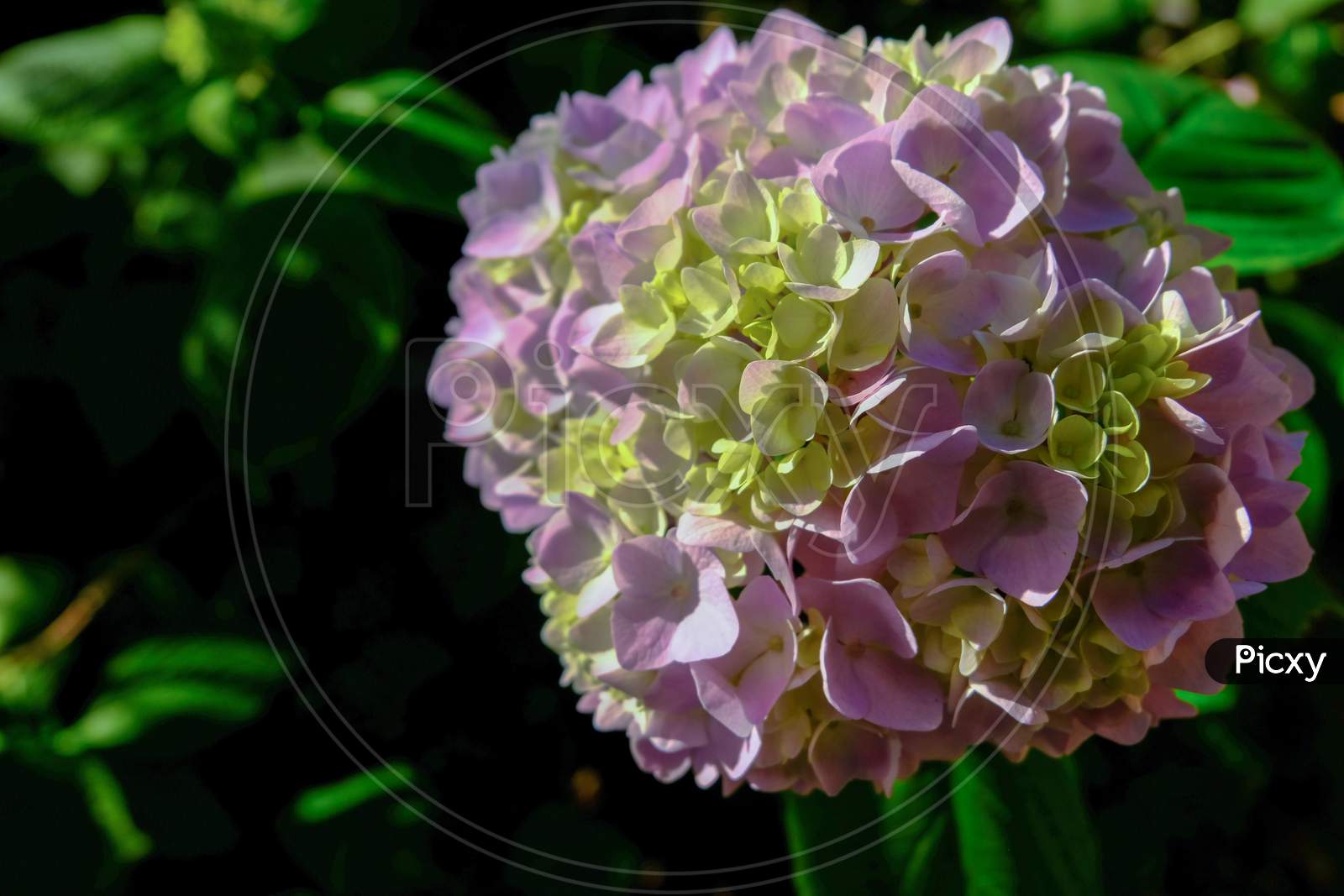 Blooming Pink and white Hydrangea Flower