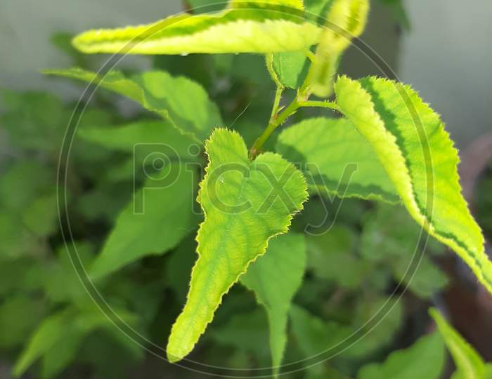 Green plant with fresh leaves