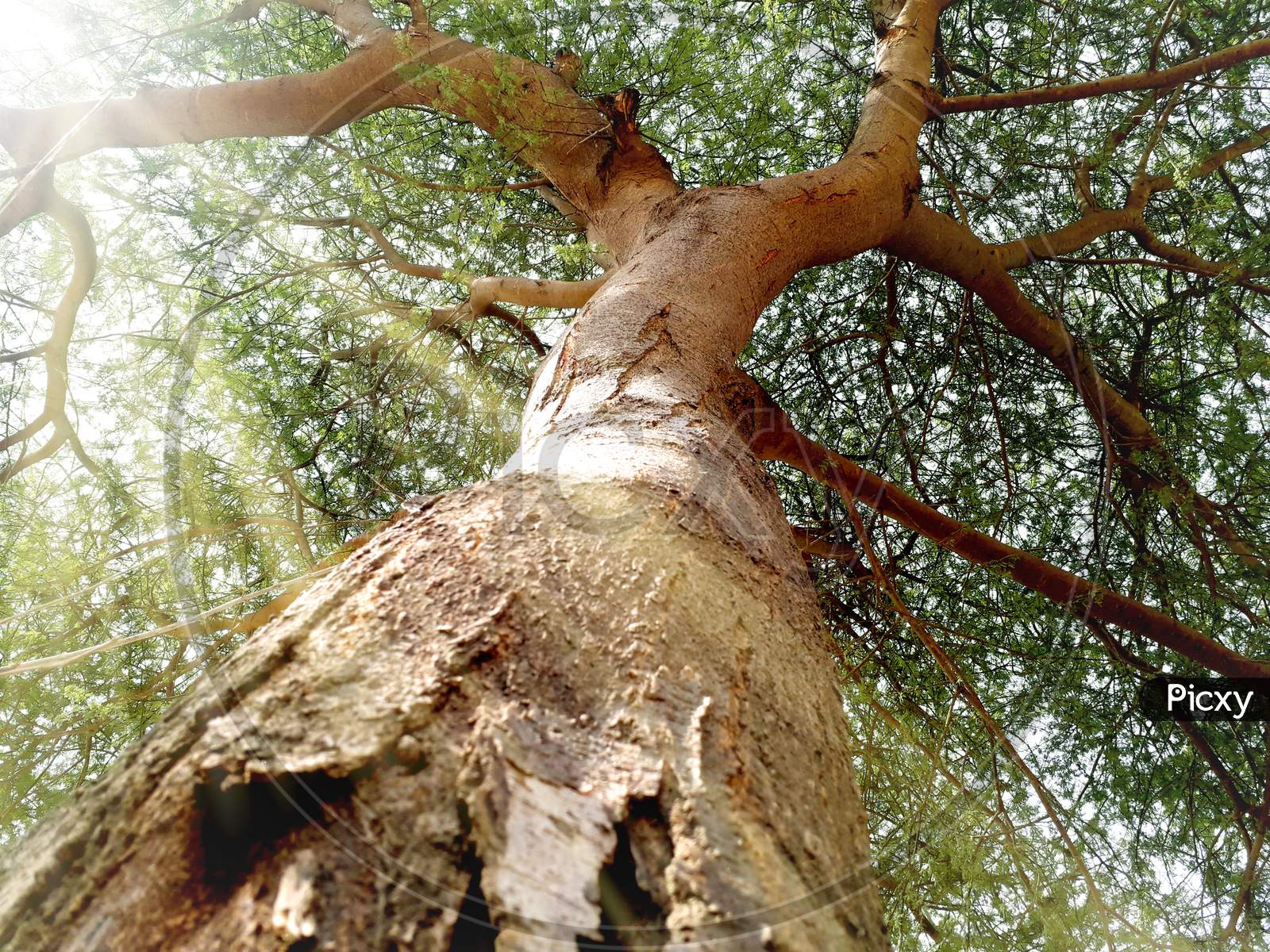 Bottom View Of A Large Tree Near Trunk With Coming Sunlight Through Leaves Or Tyndall Effect