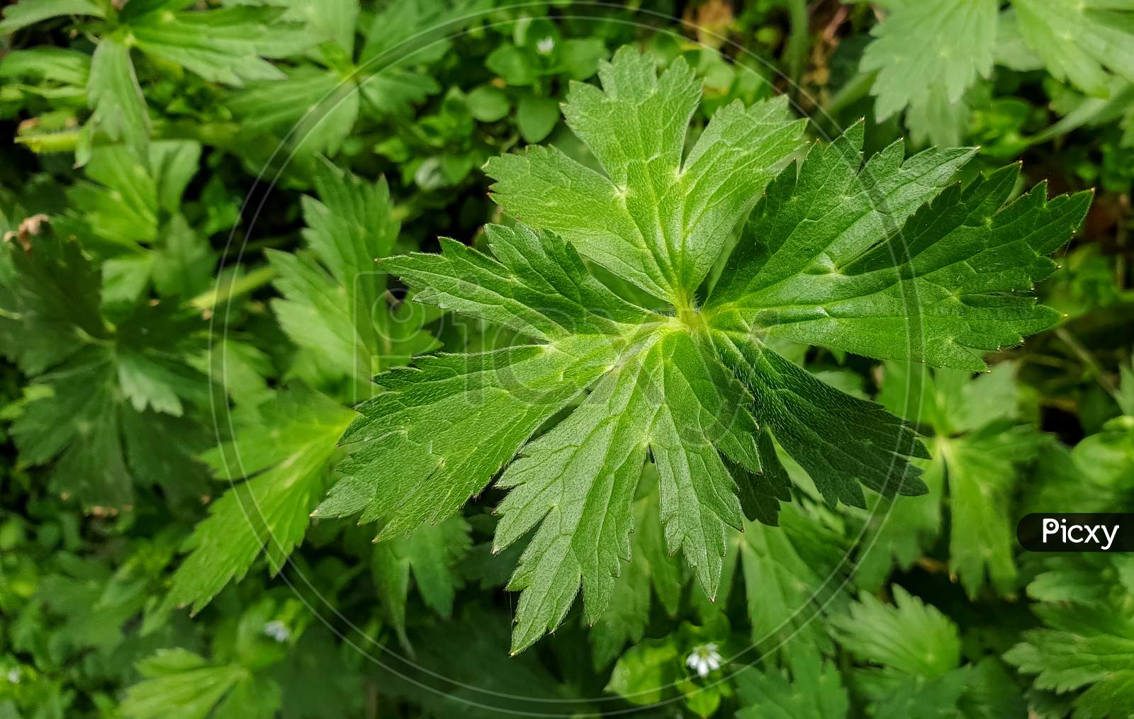 Beautiful green leaves in garden in hilly area of Himachal pradesh, India