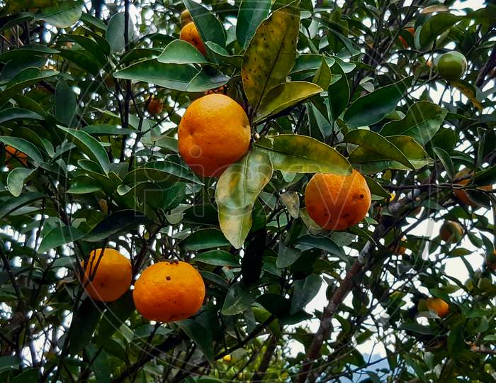 Mandarin Orange Plant Of Darjeeling With Orange