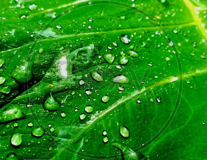 Water droplet on green leafs garden monsoon season asia india