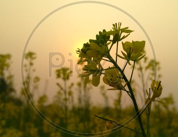 Cultivation Mustard plants and branches and flowers with sunlight effect,colour of yellow, and green Grass.