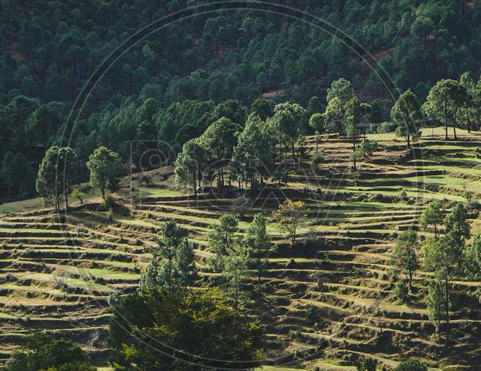 A Beautiful Landscape Of Fields In The Mountains Of Almora. A View Of How Terrace Farming Is Done In Uttrakhand.