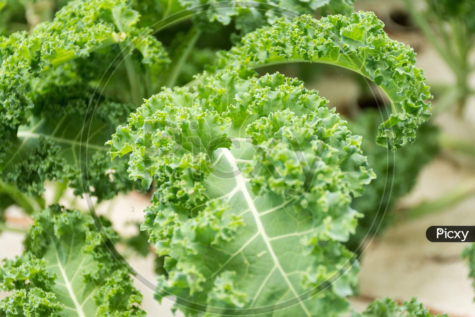 Close-Up Of An Organic Fresh Kale