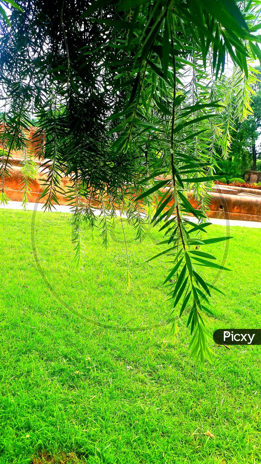 Green leaf coming down from trees branches garden grass cemetary passageway asia india