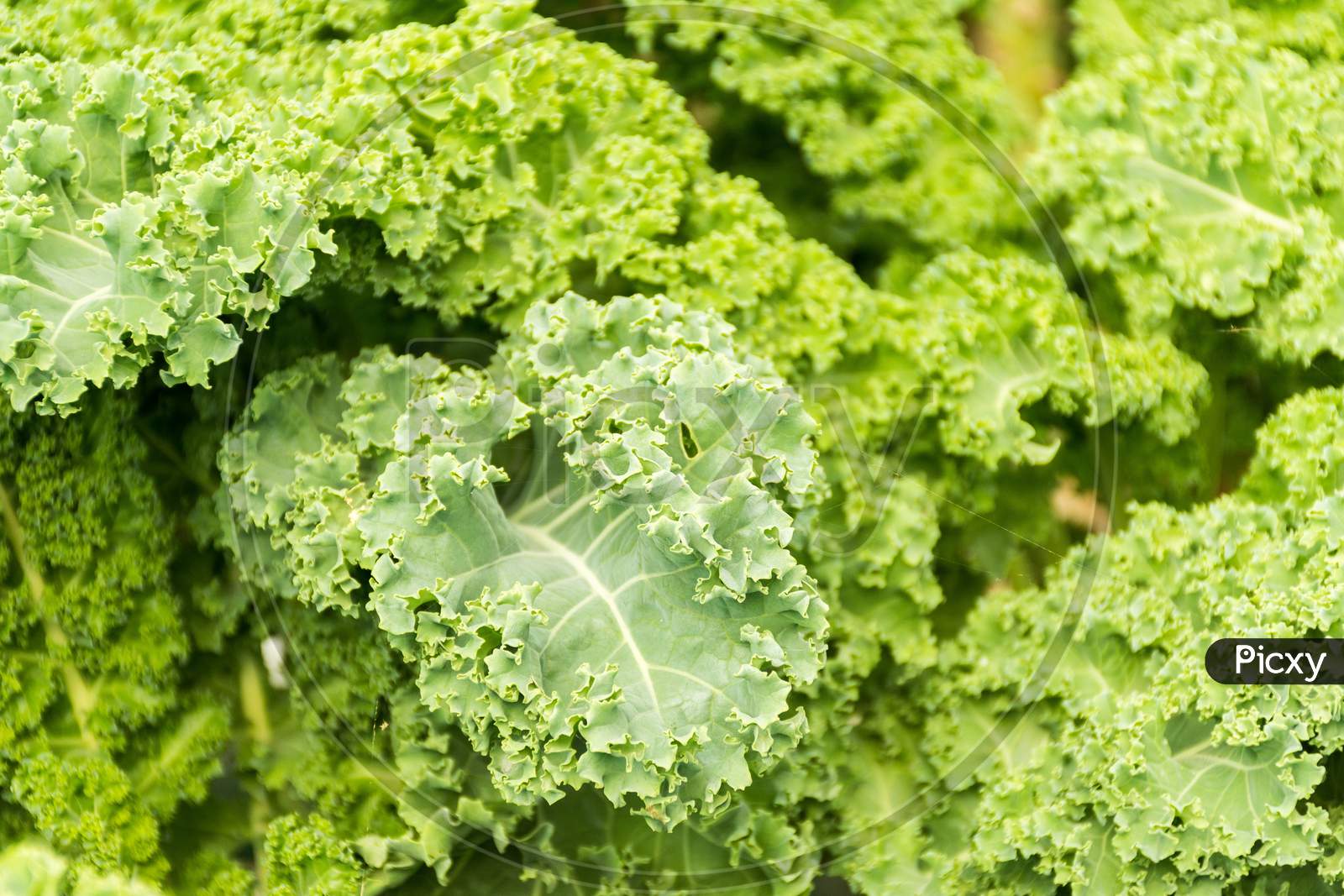 close up image of organic kale in the garden.