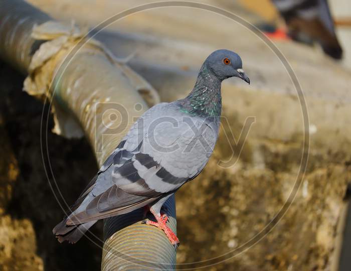 Young Rock Pigeon On The Water Pipe