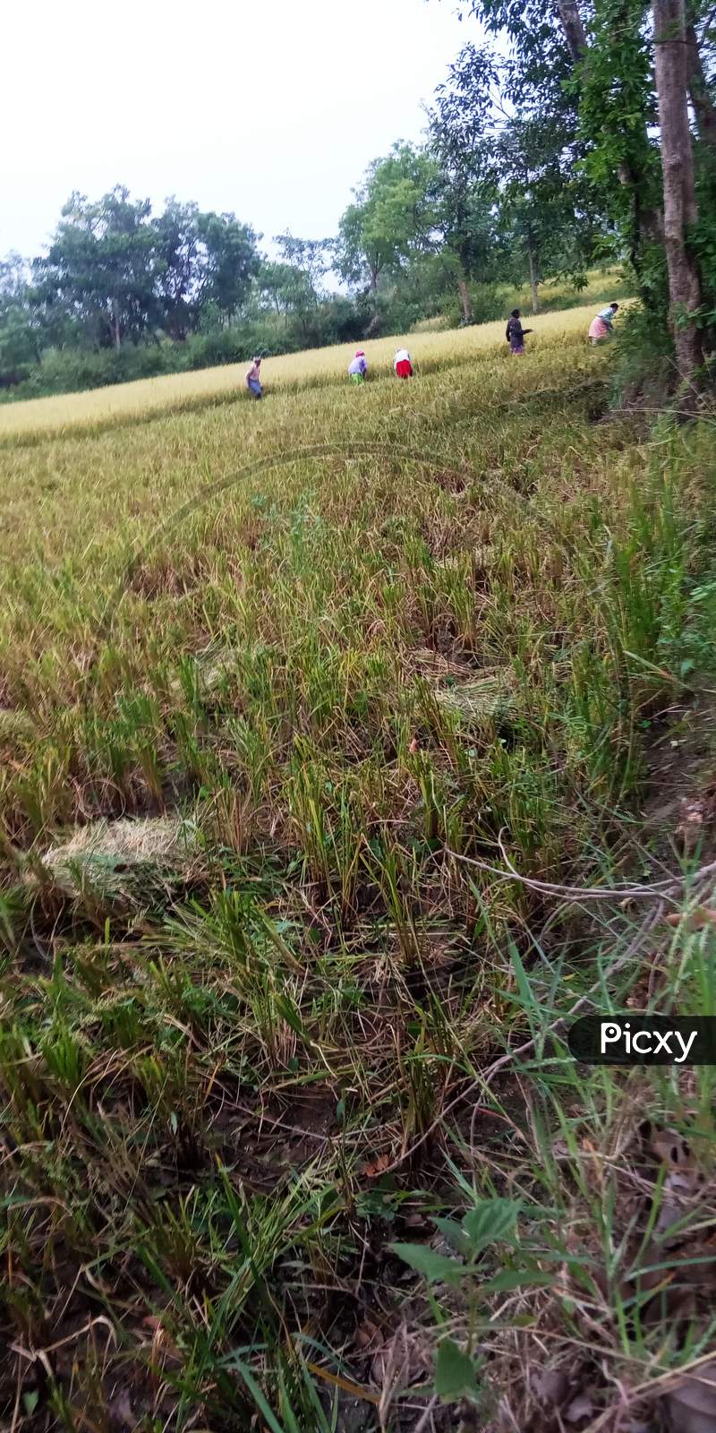 India rice crops harvesting farmers green field summer season paddy