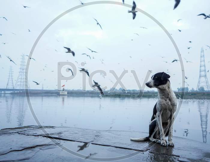 Dog Sitting On A Bank Of A River With Many Siberian Birds Flying In The Sky.