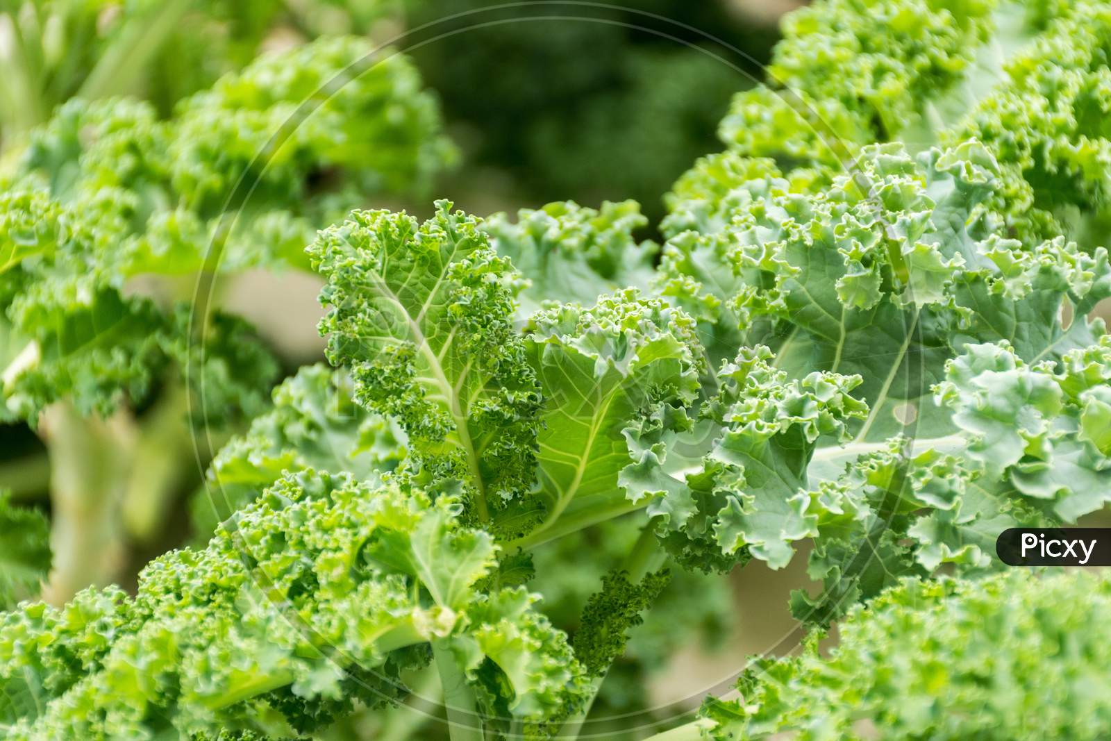 Organic Kale Ready For Frsh Salad