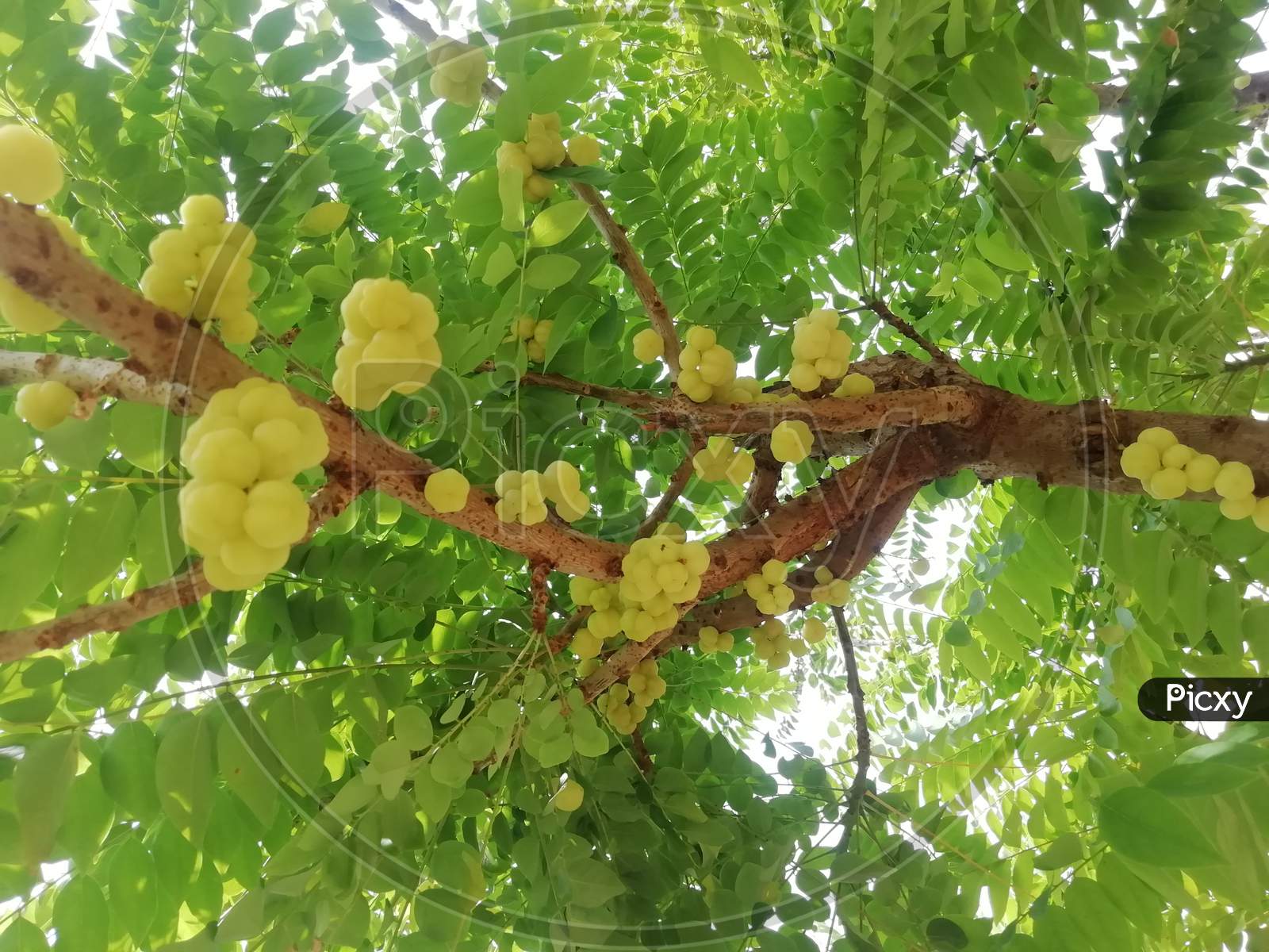 Bunch of Amla fruits in a Tree