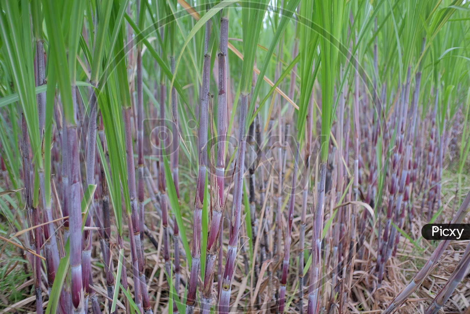 Sugarcane plants that are still young